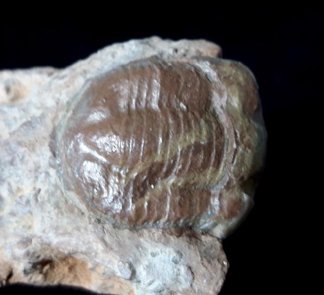 Illaenus sarsi JAANUSSON 1954 - Bild © FossNet FossilienStore